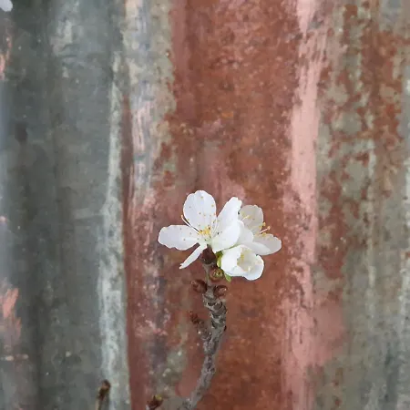 酒店 格森斯阿尔卑斯艺术酒店